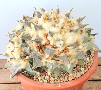 Ariocarpus retusus LIVE PLANT #98553 For Sale