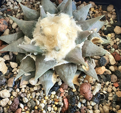 Ariocarpus retusus Bustamente LIVE PLANT #423 For Sale