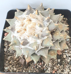 Ariocarpus retusus scapharostroides LIVE PLANT #09663 For Sale