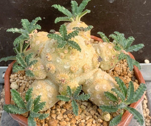 DORSTENIA WASHRANII LIVE PLANT #07553 For Sale