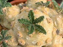 Load image into Gallery viewer, DORSTENIA WASHRANII LIVE PLANT #07553 For Sale