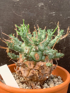 EUPHORBIA DECEPTA LIVE PLANT #05673 For Sale