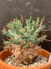 Load image into Gallery viewer, EUPHORBIA DECEPTA LIVE PLANT #05673 For Sale