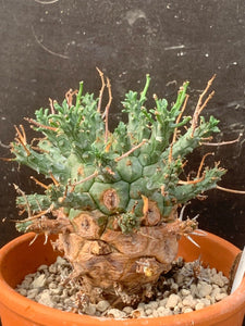 EUPHORBIA DECEPTA LIVE PLANT #05673 For Sale