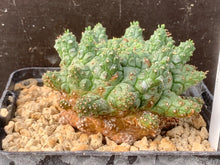 Load image into Gallery viewer, EUPHORBIA SUPERSSA LIVE PLANT #4533For Sale