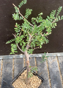 COMMIPHORA MONSTROSA LIVE PLANT #0675 For Sale