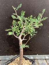 Load image into Gallery viewer, COMMIPHORA MONSTROSA LIVE PLANT #0675 For Sale