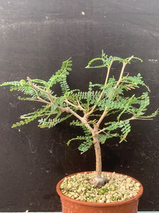 OPERCULICARYA HYPPHAENOIDES LIVE PLANT #05644 For Sale