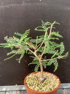 OPERCULICARYA HYPPHAENOIDES LIVE PLANT #05644 For Sale