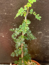 Load image into Gallery viewer, COMMIPHORA PLANIFRONS LIVE PLANT #673 For Sale