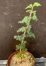 Load image into Gallery viewer, COMMIPHORA PLANIFRONS LIVE PLANT #673 For Sale