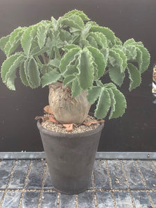 CYPHOSTEMMA UTER V MACROCARPUS LIVE PLANT #05343 For Sale