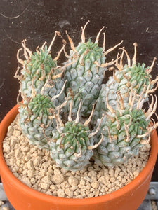 EUPHORBIA RAMIGLANS LIVE PLANT #6756 For Sale