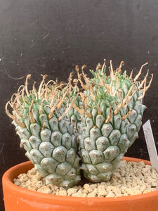 EUPHORBIA RAMIGLANS LIVE PLANT #6756 For Sale