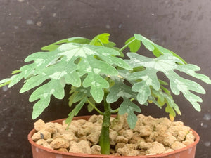 ADENIA METAMORPHA LIVE PLANT #223 For Sale