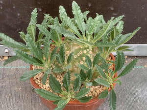 DORSTENIA LAVRANII LIVE PLANT #675 For Sale