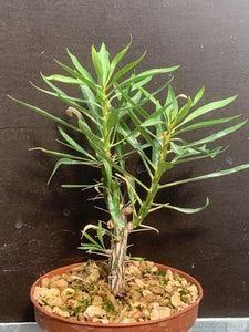 FOUQUIERIA PURPUSII LIVE PLANT #22 For Sale