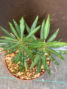 FOUQUIERIA PURPUSII LIVE PLANT #22 For Sale