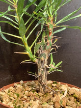 Load image into Gallery viewer, FOUQUIERIA PURPUSII LIVE PLANT #22 For Sale