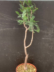 BURSERA MICROPHYLLA LIVE PLANT #76 For Sale