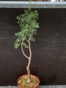 BURSERA MICROPHYLLA LIVE PLANT #76 For Sale