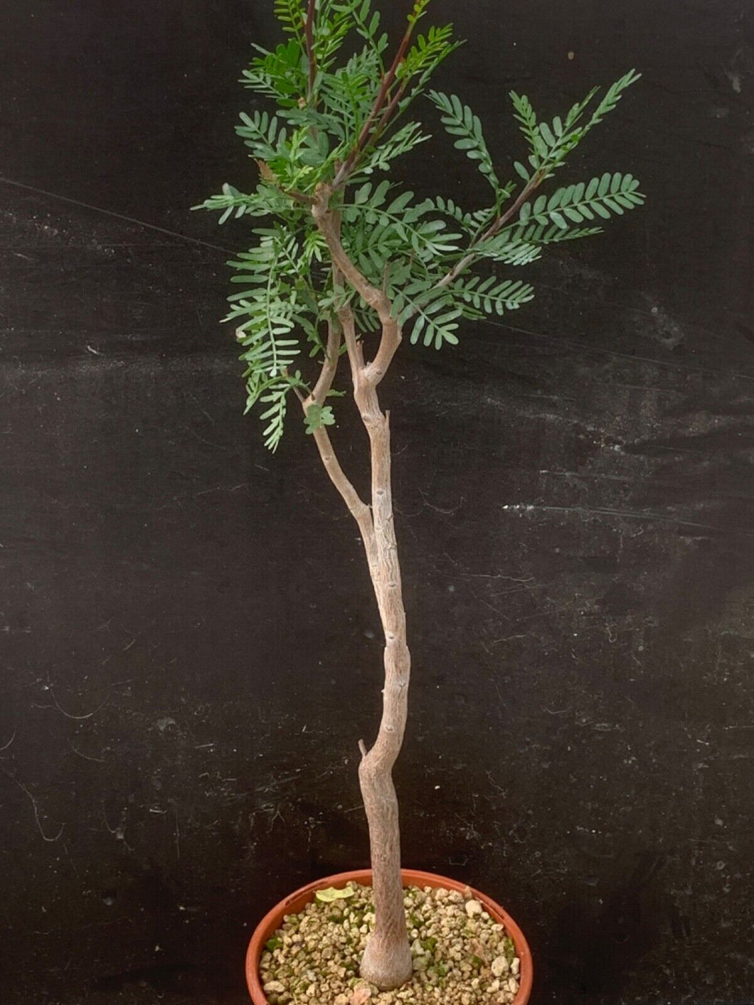 BURSERA MICROPHYLLA LIVE PLANT #76 For Sale