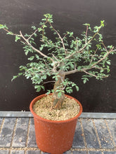 Load image into Gallery viewer, BURSERA FAGAROIDES LIVE PLANT #98 For Sale