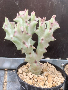 CARALLUMA SOCOTRANA 2 Pieces LIVE PLANTS #0803 For Sale