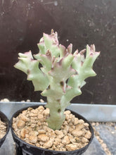 Load image into Gallery viewer, CARALLUMA SOCOTRANA 2 Pieces LIVE PLANTS #0803 For Sale