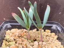 Load image into Gallery viewer, WELWITSCHIA MIRABILIS 2 Pieces LIVE PLANTs #089 For Sale