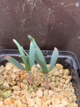 Load image into Gallery viewer, WELWITSCHIA MIRABILIS 2 Pieces LIVE PLANTs #089 For Sale