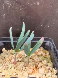 WELWITSCHIA MIRABILIS 2 Pieces LIVE PLANTs #089 For Sale