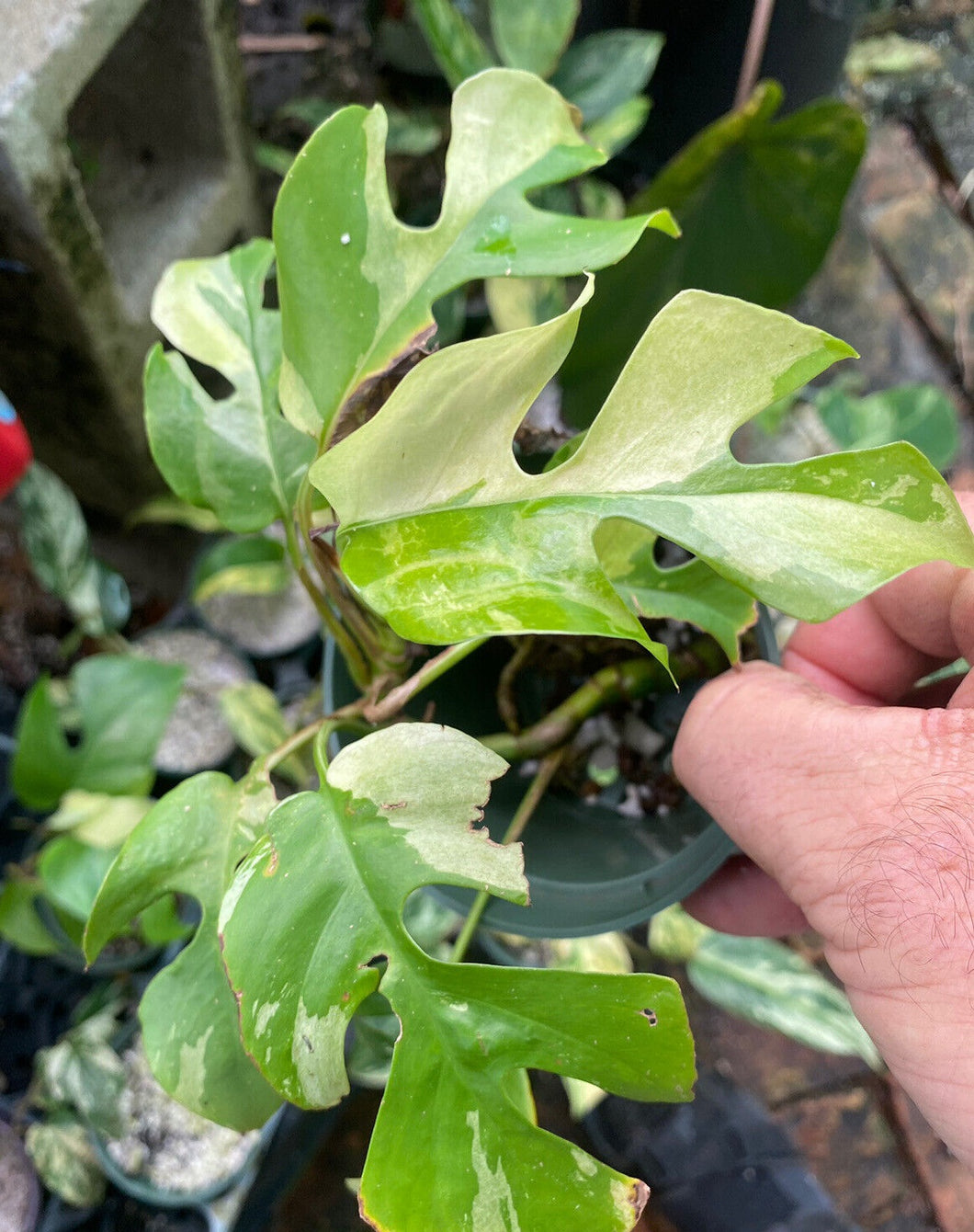 Mini Monstera Rhaphidophora LIVE PLANT #435035 For Sale