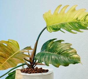 Philodendron Caramel Marble Variegated LIVE PLANT #76995For Sale