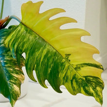 Load image into Gallery viewer, Philodendron Caramel Marble Variegated LIVE PLANT #76995For Sale