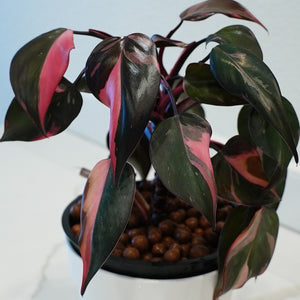 Philodendron Black Cherry LIVE PLANT #159935 For Sale