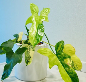 Philodendron Violin (Bipennifolium) Variegated LIVE PLANT #13735 For Sale