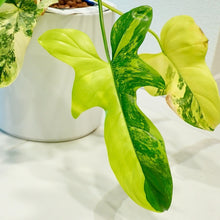 Load image into Gallery viewer, Philodendron Violin (Bipennifolium) Variegated LIVE PLANT #13735 For Sale