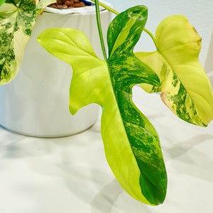 Philodendron Violin (Bipennifolium) Variegated LIVE PLANT #13735 For Sale