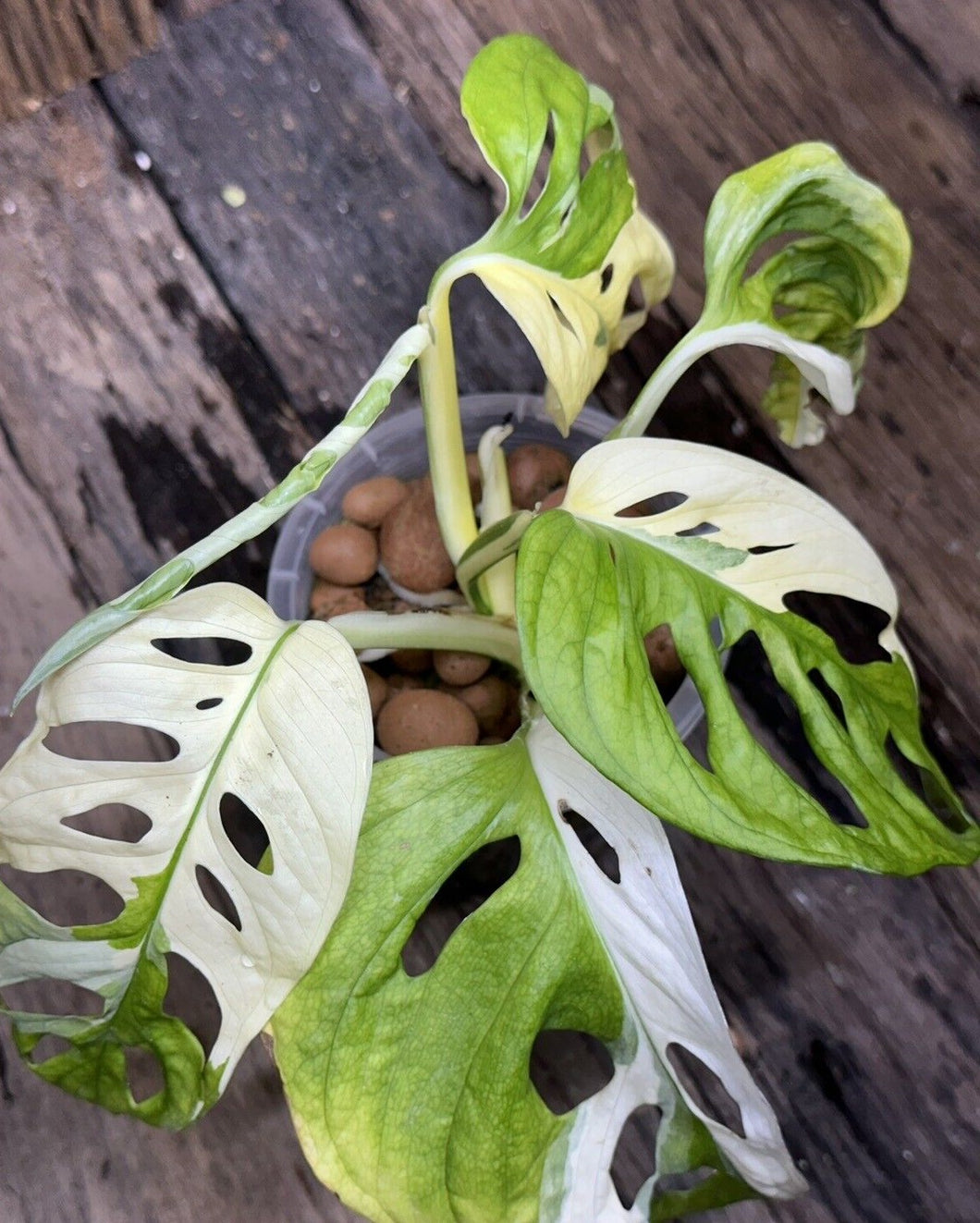 Monstera Adansonii Japanese Tri Colour LIVE PLANT #568035 For Sale