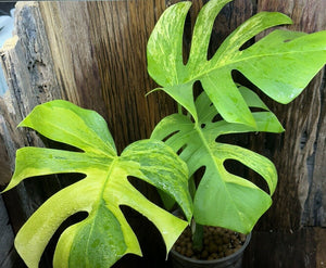 Variegated Monstera Aurea LIVE PLANT #115435 For Sale