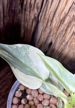 Load image into Gallery viewer, Variegated Philodendron Silver Sword LIVE PLANT #114535 For Sale