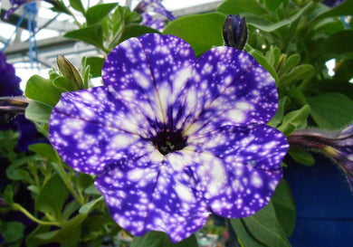 Petunia Night Sky 100 Pcs Flowers Seeds