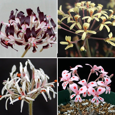 Pelargonium Auritum Geranium 5 Pcs Flowers Seeds