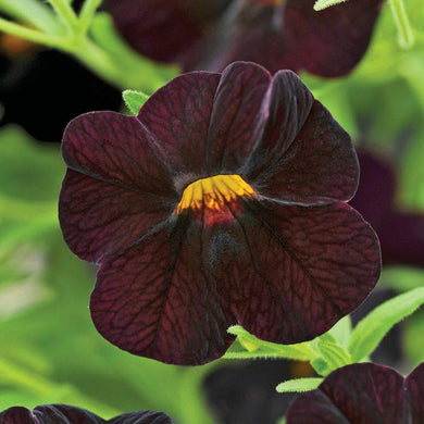 Weird Black Mosaic Petunia Mix 100 Pcs Flowers Seeds