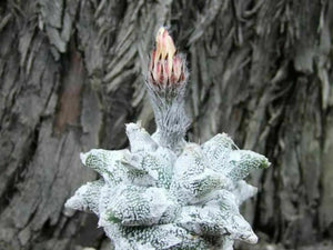 Astrophytum Coahuilense 'Hakuran' 4 Seeds Cacti Mexico