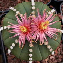 Load image into Gallery viewer, Astrophytum asterias &#39;Shinshowa Red&#39; 5 Pcs Seeds Cacti Mexico