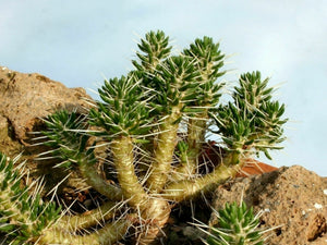 Maihuenia poeppigii 3 Pcs Seeds Cacti