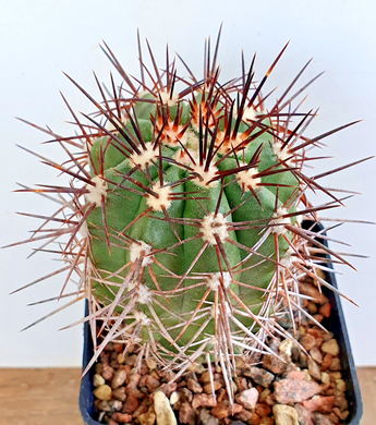 Megarhiza Copiapoa LIVE PLANT #048 For Sale