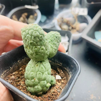 Trichocaulon cactiformis LIVE PLANT #775 For Sale